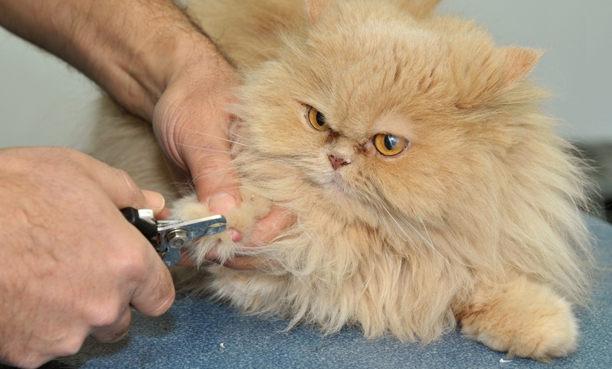 Image 1: Dog Care, Pet Sitting & Dog Walking, Dog First Aid Course, and More