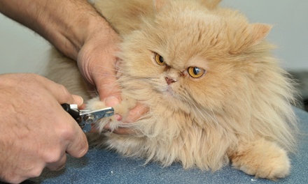 Dog First Aid Course - IOMH - Institute of Mental Health