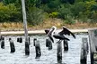 Explore and Snap the Beauty of Emerald Coast with Two or Four-Hour Emerald Coast Photo Safari  Up to 20% Off - Second Medium