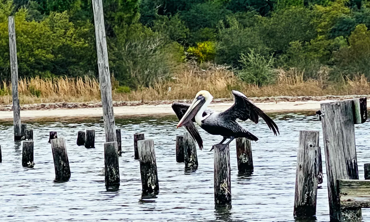 Capture Stunning Photos: Two or Four-Hour Emerald Coast Photo Safari