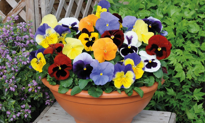 Image 24: Vibrant Winter Flowering Pansy Mixes - up to 72 Plants