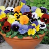 Image 24: Vibrant Winter Flowering Pansy Mixes - up to 72 Plants