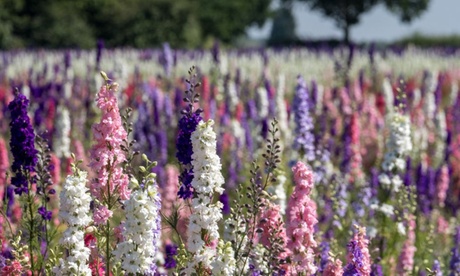 Groupon Unisex Lavender Mystery Perennial Plants - 30 60 Or 120 Plants: 30 Plug Plants