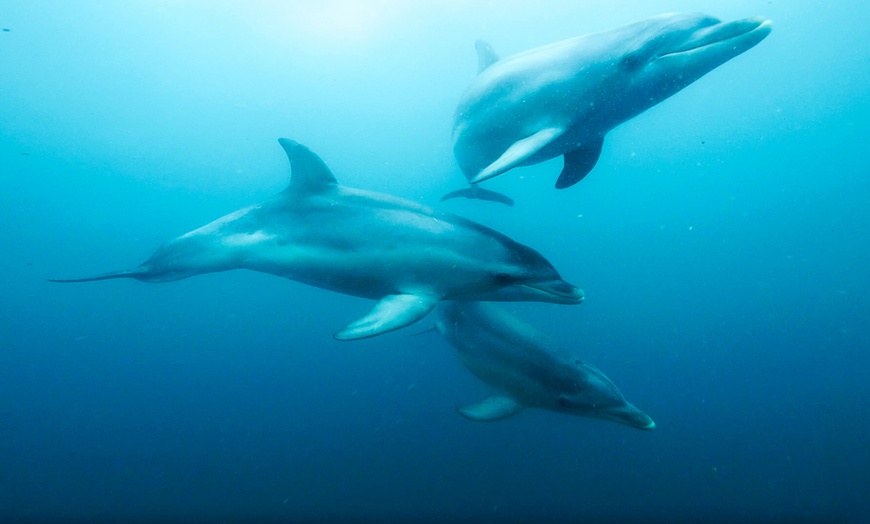 Image 11: Discover Wildlife on Sightseeing Tour for One Adult, Child or Infant 