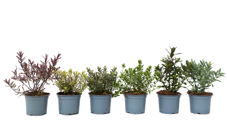 Image 5: Set de 6 o 12 plantas de Hebe Rootz