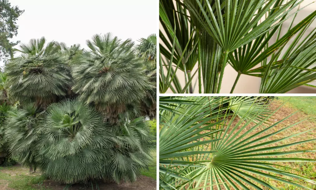 Set de palmeras enanas europeas