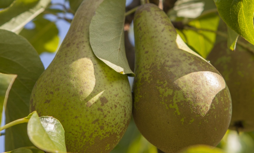 Image 4: Mini Orchard Fruit Tree Coll Bare Root 