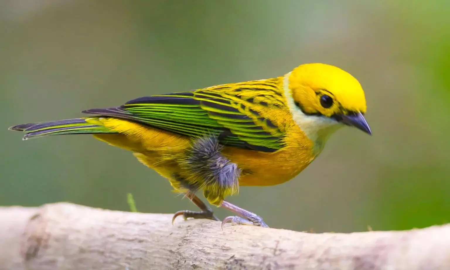 ✈ 4-Nt Costa Rica Getaway w/ Optional Air & Hotels from Travel by Jen