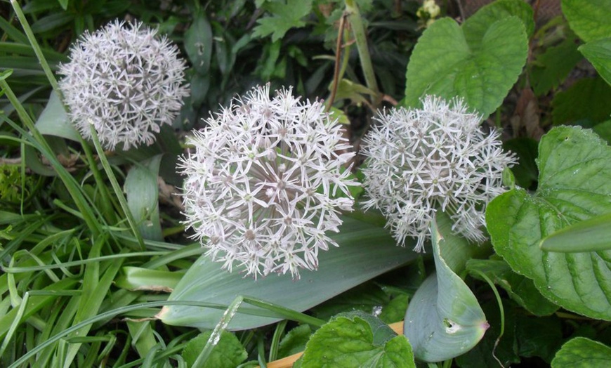 Image 5: Mixed Allium Collection - 105 or 210 Bulbs