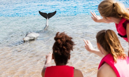 90-Minute Dolphin Expedition and Island Cruise for 1 - Padre Boat Tours, Corpus Christi, TX