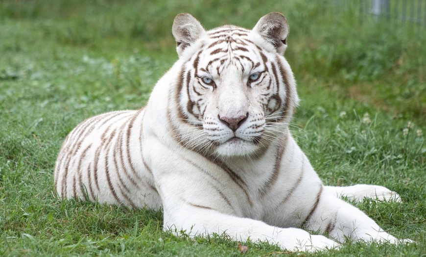 Image 2: GetOut Arkansas with Admission to 25+ Iconic Attractions