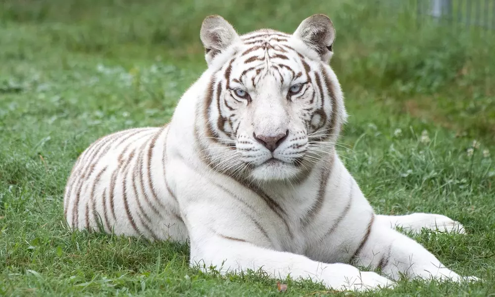 GetOut Arkansas with Admission to 30+ Iconic Attractions