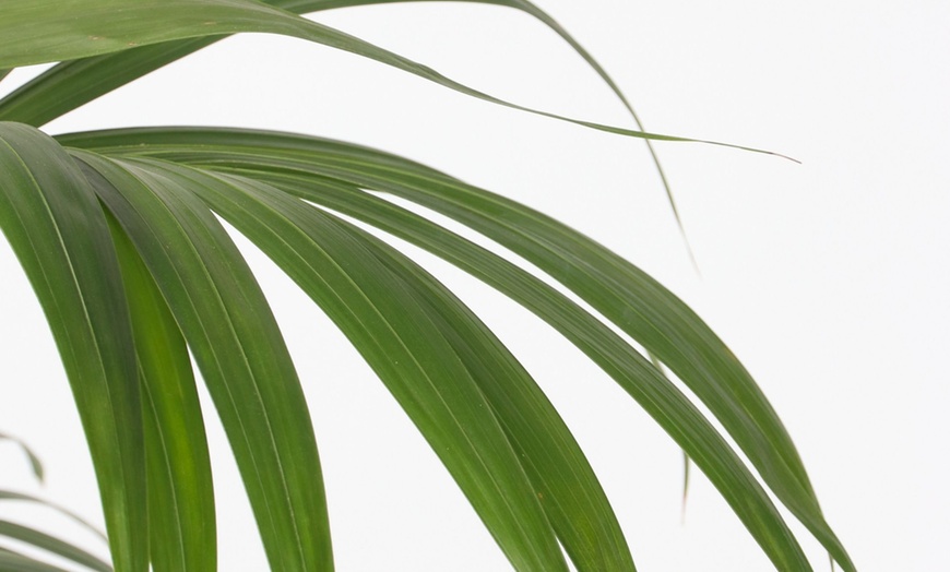 Image 5: Rootz Kentia Palm Collections