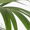 Image 5: Rootz Kentia Palm Collections