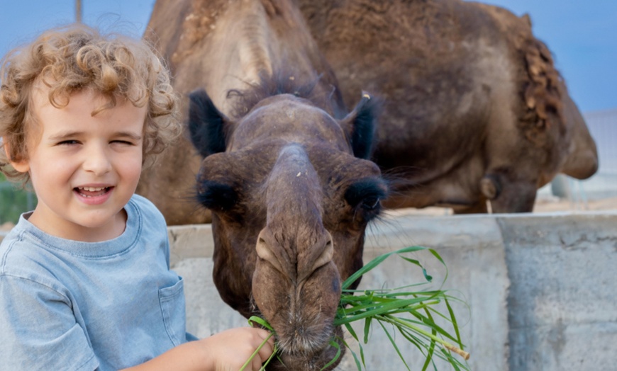 Image 9: VIP Half-Day Desert Safari with Liwa Adventure Tours And Safari