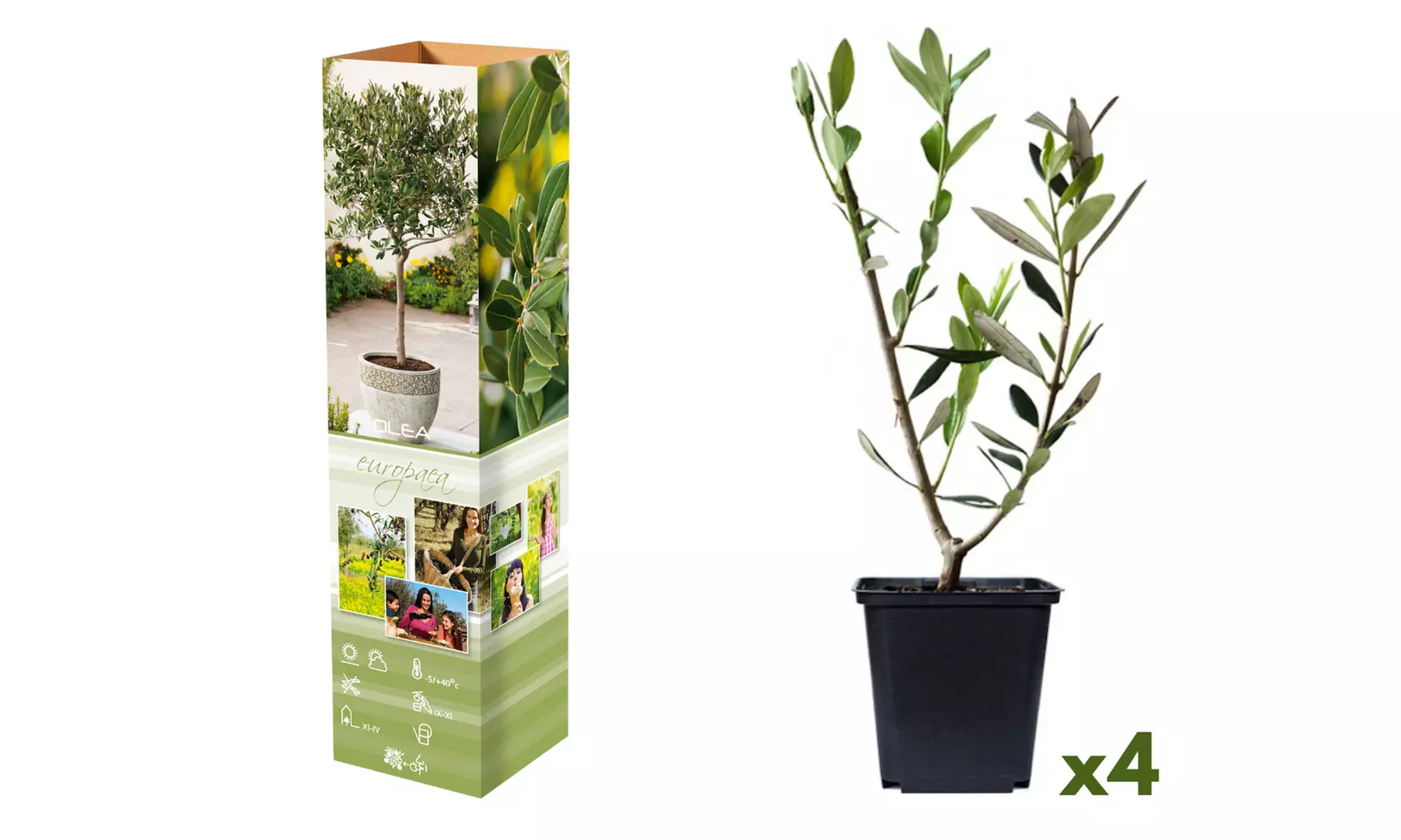 Lot de 2, 4 ou 8 oliviers