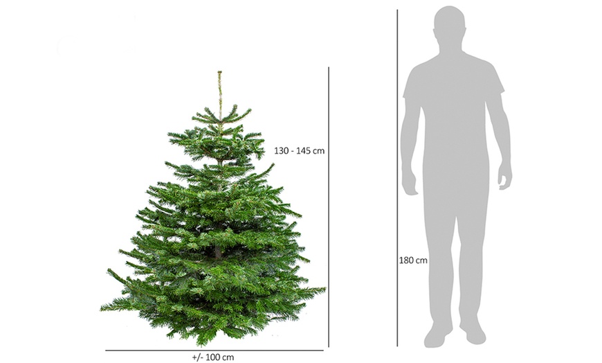 Image 5: Real Nordmann Fir Christmas Tree