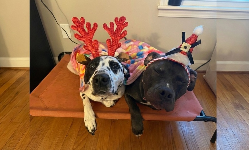 Image 2: 1,3 or 5 Day Dog Daycare Packages Monday to Friday
