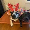 Image 2: 1,3 or 5 Day Dog Daycare Packages Monday to Friday