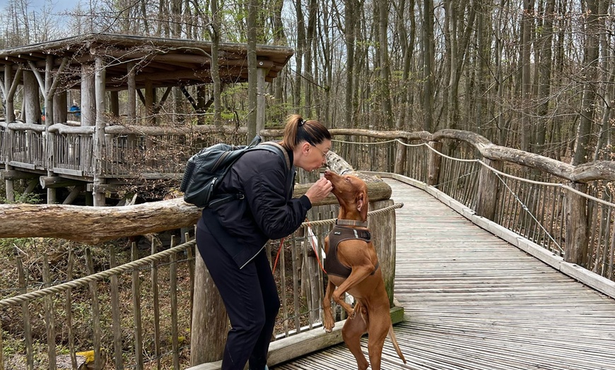 Image 4: 1 / 3 Einheiten: 60 min. Hundeschule-Gruppentraining & Grunderziehung