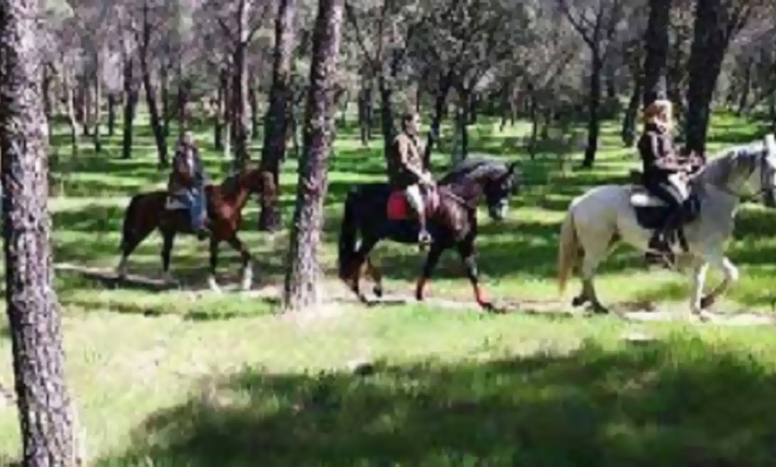 Image 2: 5 o 10 clases de equitación de 50 minutos para todos los niveles