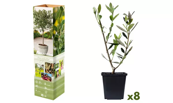 taxus baccata repens aurea Taxus baccata 'Fastigiata Aurea' (Golden Irish Yew)  Green Thumb Nurseries