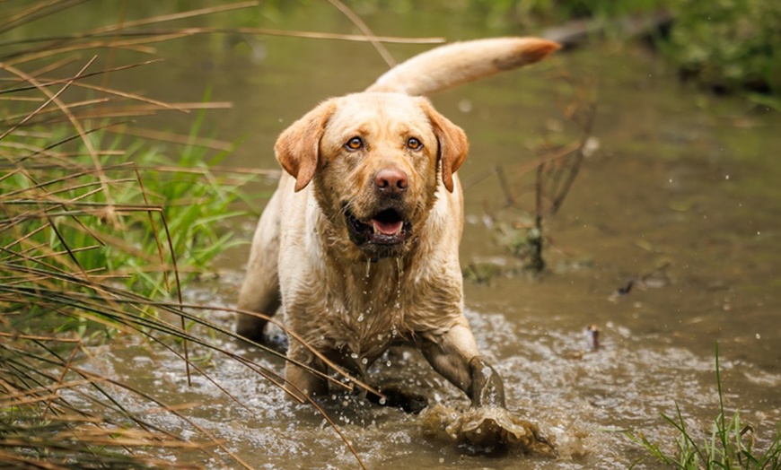 Image 4: Mini Doggy, Family, Full Doggy, or Full Family Photoshoot and More
