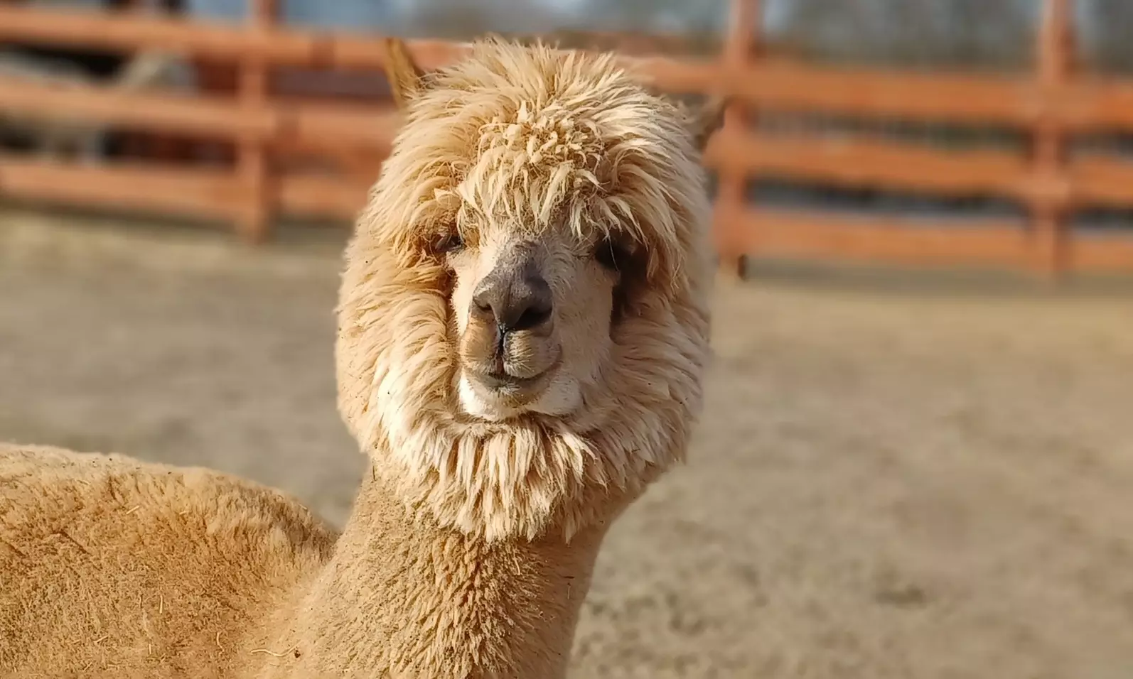 Wejście do zagrody alpak i karmienie