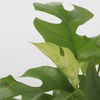 Image 4: Lot de 2 plantes Monstera Minima ou Monkey-Mask