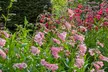 Pack of Six Penstemon Collection Potted Plants - Second Medium