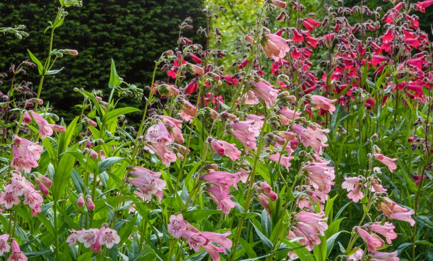 Image 3: Pack of Six Penstemon Collection Potted Plants 