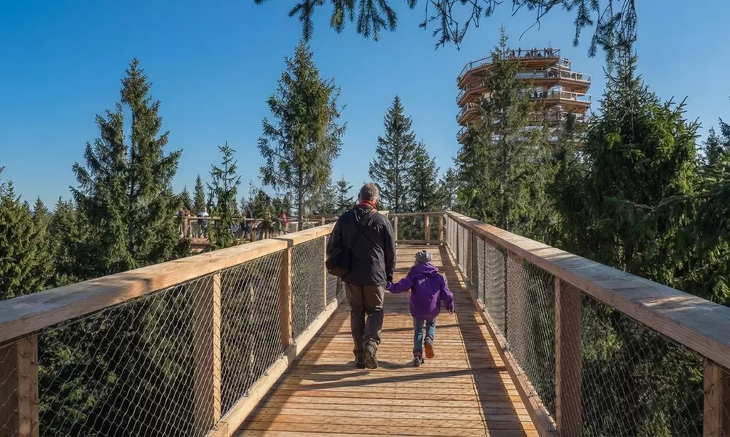 Elevated Treetop Walk & Viewing Tower – Panoramic Wicklow Views