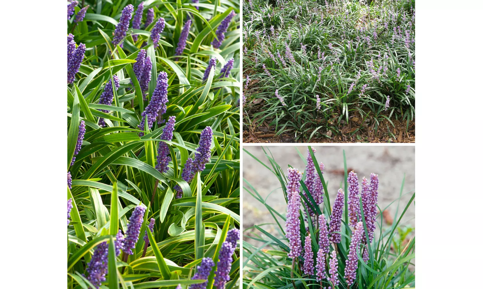 Lot de 4 ou 8 plants de Liriope Muscari