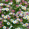 Image 1: 10 or 20 Erigeron Sea of Blossom Garden-Ready Plants
