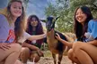 Visit Rooterville Animal Sanctuary: General Admission for One, Two, or Four People (Up to 40% Off) - Second Medium
