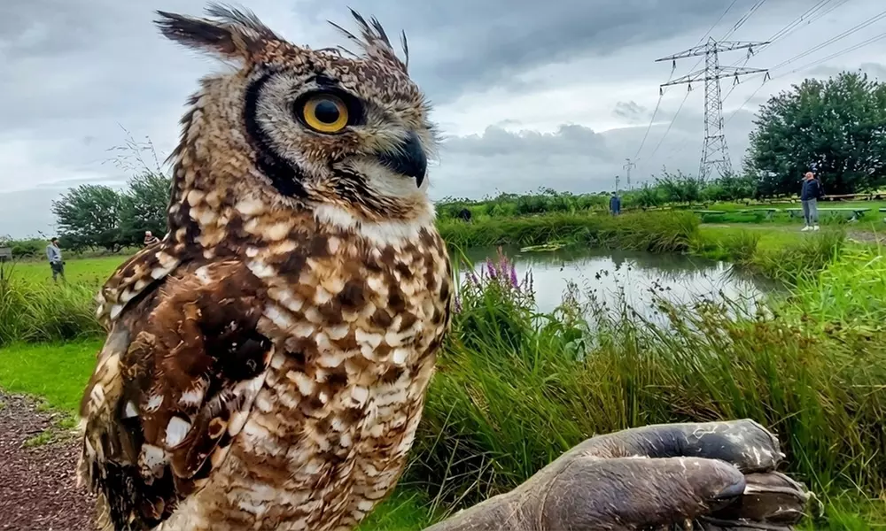 Interactieve roofvogelworkshop bij Settels Roofvogels