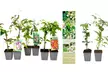 Mix de 8 plantes grimpantes de Gardenzo - Second Medium