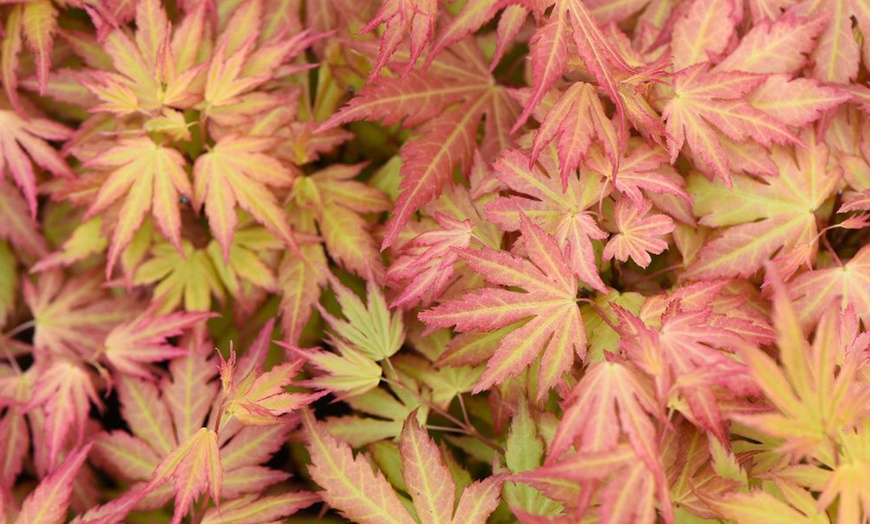 Image 16: Mixed Japanese Acer Palmatum Potted Plants