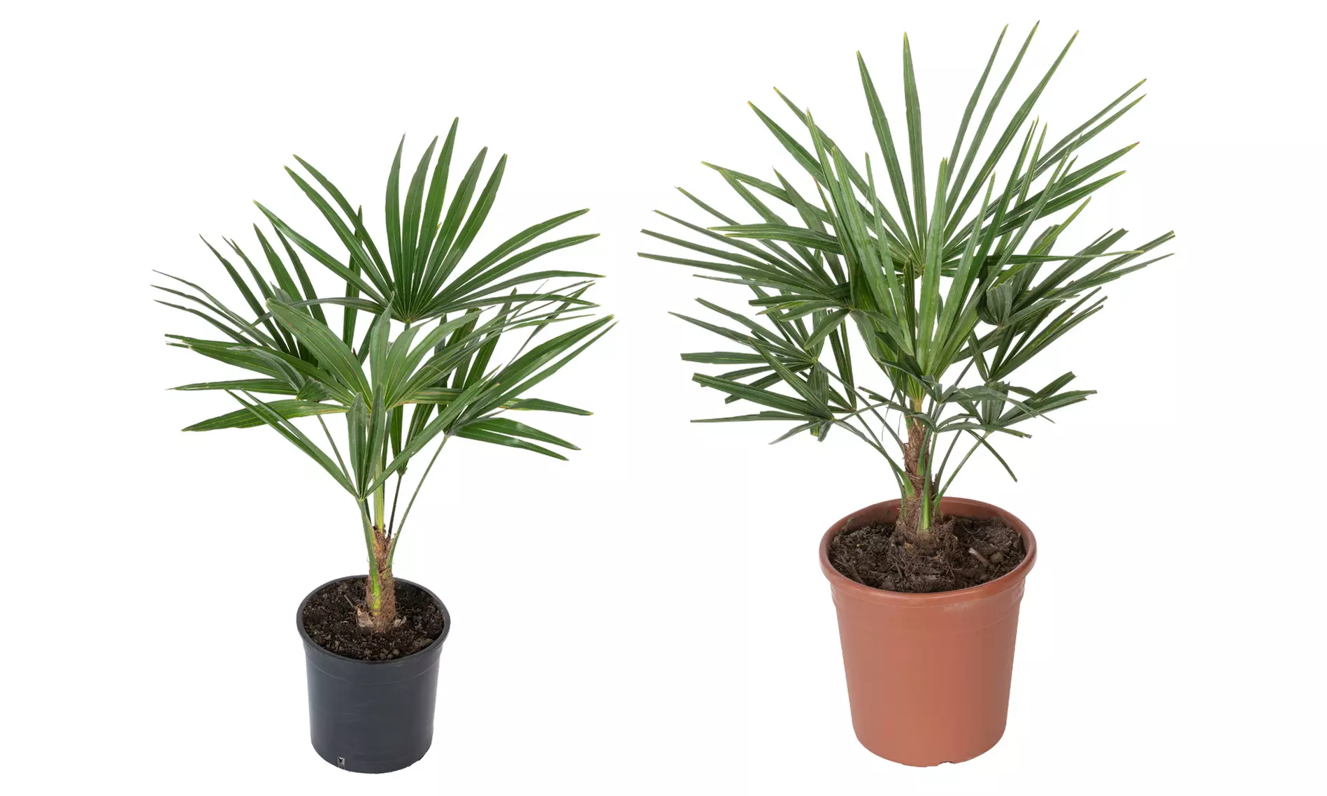 1x oder 2x Chinesische Hanfpalme in der Größe nach Wahl - Primary Image