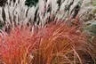 Ornamental Grass Plants - Quart, 1 or 3 Gallon Sizes | Hardy, Low-Maintenance & Year-Round Outdoor Beauty, Free Shipping (Up to 15% Off) - Second Medium