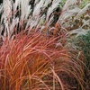 Image 3: Ornamental Grass in Quart, 1 Gallon, and 3 Gallon Sizes - Multiple Varieties with Free Shipping (Up to 24% Off)