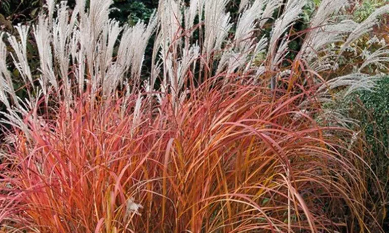 Ornamental Grass in Quart, 1 Gallon, and 3 Gallon Sizes - Multiple Varieties with Free Shipping (Up to 24% Off)