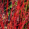 Image 1: Cornus Midwinter Fire Plants