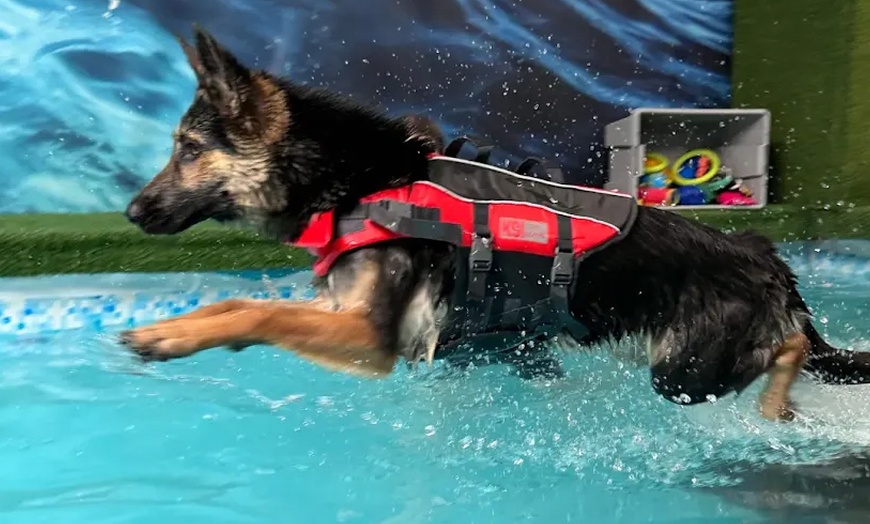 Image 17: Water Fun Awaits: Doggy Fun Swim Session (Owners Welcome to Swim Too)