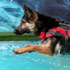 Image 17: Water Fun Awaits: Doggy Fun Swim Session (Owners Welcome to Swim Too)