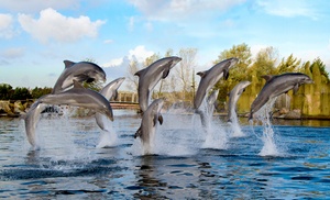 Ontdek de dieren van de zee en neem zelf een duik in het Dolfinarium