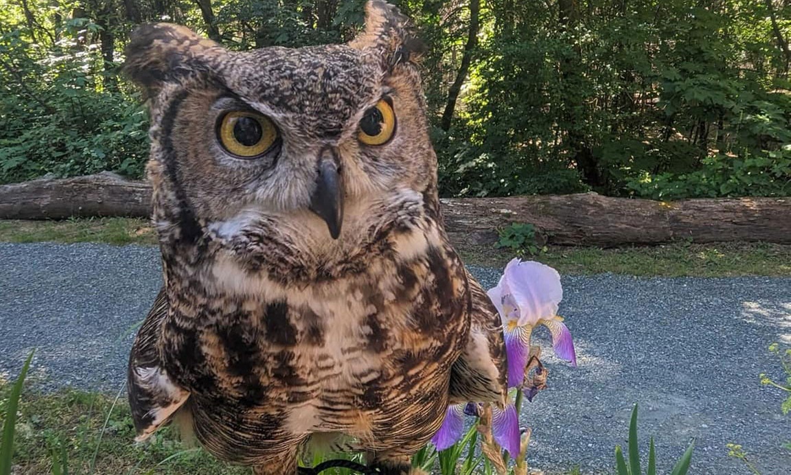 Explore Animal Habitats & Join Conservation Efforts at Wildlife Images