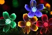 50 LED Multi-Coloured Solar Cherry Blossom Lights-Multi-color/Warm/White x1 or x2 (Up to 62% Off); Free Shipping - Second Medium