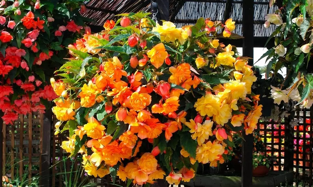 Up to 60-Pack Begonia Apricot Shades