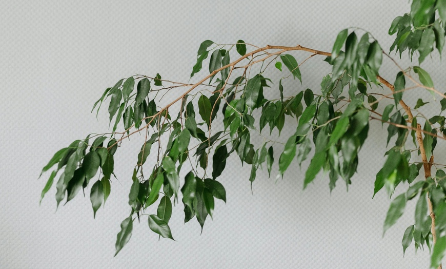 Image 7: Plant de ficus
